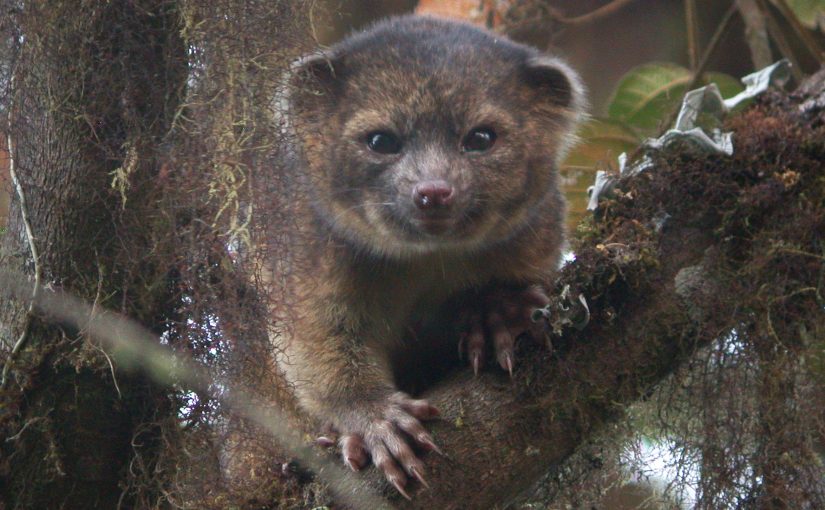 Jasmine Tran: The Olinguito